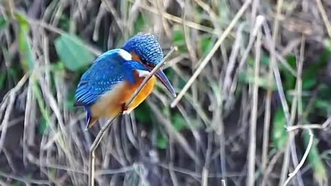 The kingfisher's head is a pro gimble