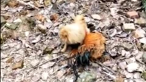 Chicken VS Dog Fight | Chicken vs dog fight | Funny dog fight videos.