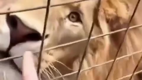 animais engraçados tente não rir, kkkkk