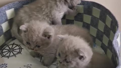 cute kittens gray