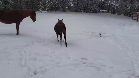 Snow!! Horses enjoying our first snowfall