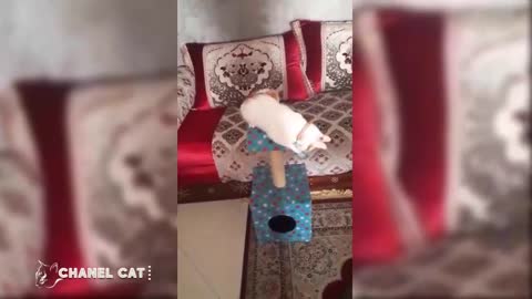 collection funny videos of ChanelCat