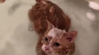 Cat enjoying the Shower