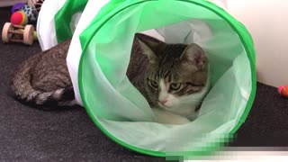 Snuggle Bug Hides in Cat Tunnel