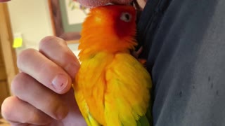Parrot cuddles and says goodbye to his grandad (for now)