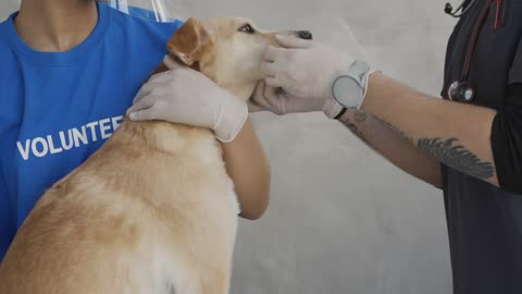 During the detection of the dog Lulu in the clinic