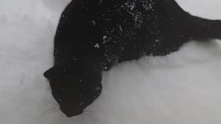 Cat in deep snow