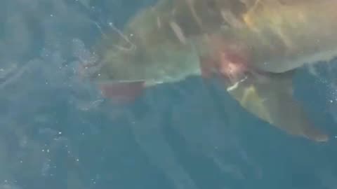 Giant Great White eating a whale 😱🦈