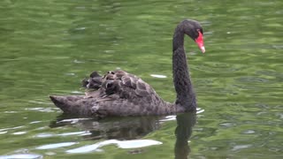 Watch the red-beaked black swan. It is really fun