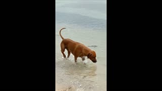 African Dog Enjoys Australian Beach