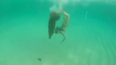 Golden Lab Loves To Dive In The Water