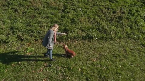 Pet Dogs Playing With Their Owner