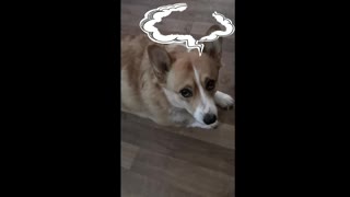 Willow a sad Corgi on a rainy day.