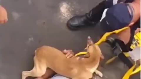 Dog Rushes to Owner Involved In Accident