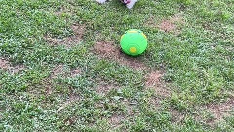 Playful Dog Startled By Spontaneous Ball Transformation