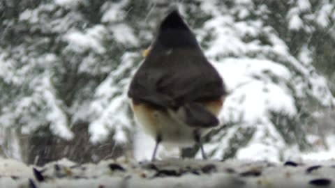 Tufted Titmouse