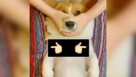 Animals comedy funny videos 😂