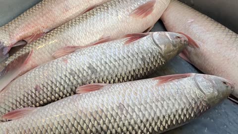 Giant Mrigal Fish Amazing Video In Fish Market Dhaka