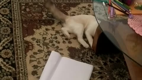 cat wanting to study