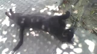 Gato preto continua a chamar atenção, ele é fofo e carinhoso! [Nature & Animals]
