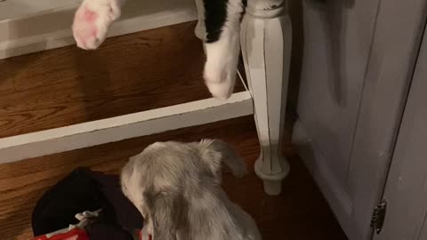 Cat really wants to pet old dog