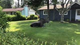 Moose Stays Hydrated During Heatwave