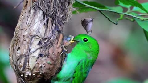 Green wide mouth bird