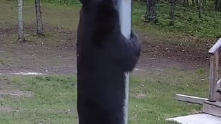 Bear Attempts to Steal Bird Feeder