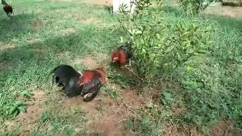 Cock fight