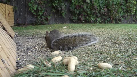 Squirrel tries to take 3 peanuts