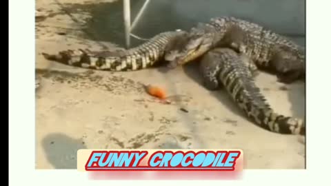 Funny crocodile