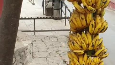 Feeding banana to the wild monkey