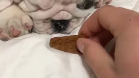 Bulldog Puppy Instantly Wakes Up At The Smell Of Treats