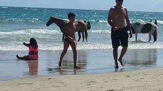Horses Have a Beach Day