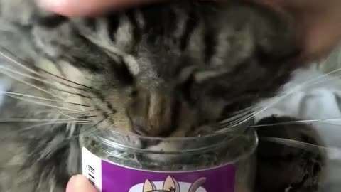 This funny cat has never heard about selfcontrol 😺 #funnycat #catnip #catvideo