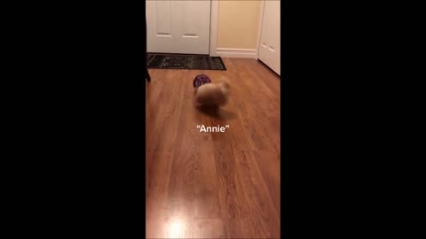 DOG DOES A FLIP!!