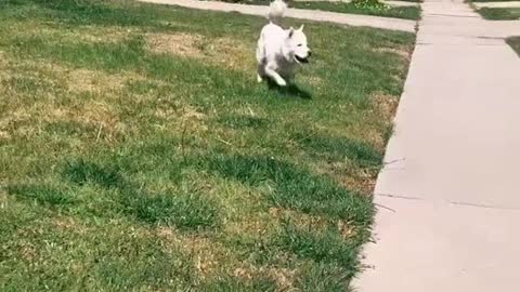 Happy dog dancing on the grass