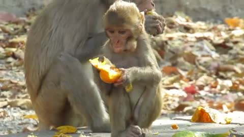 a monkey eating delicious food