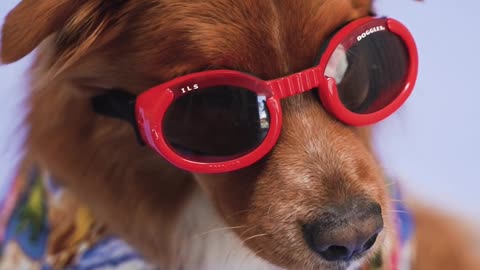 puppy wearing glasses