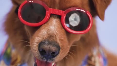 Dog is most handsome 😍😁 Most funny video in goggles