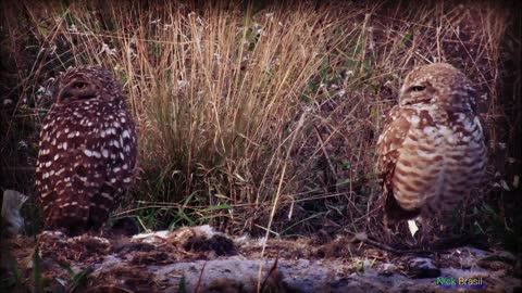 The distinctive calls of owls - A sample of the Owl's Sound