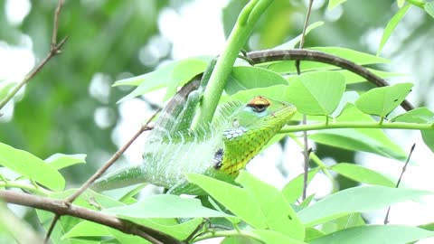 Chameleon Changing Color