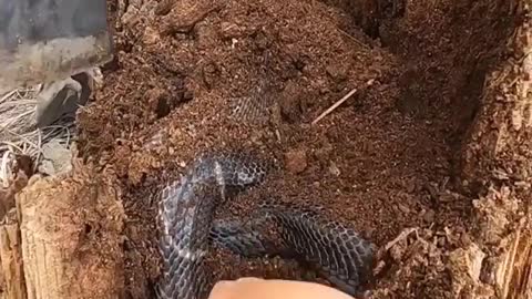 Catch kingcobra by hand