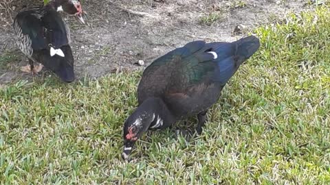 Ducks of Florida