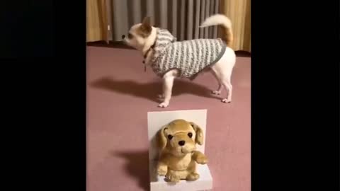 cute and funny pet in hood