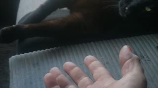 Will the cat "Gimme a Paw"?