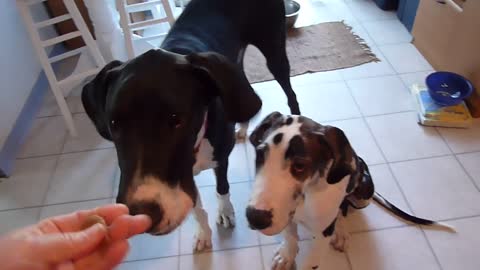 Great Dane 8m 'Lovey' Says 'Love You'