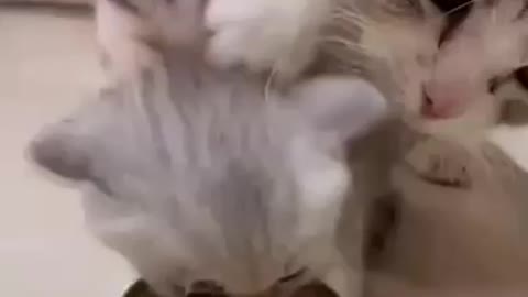 Kittens fight for food