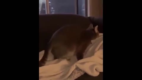 Cute cat love to dance!!