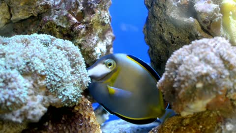 See the beautiful colorful fish in the aquarium